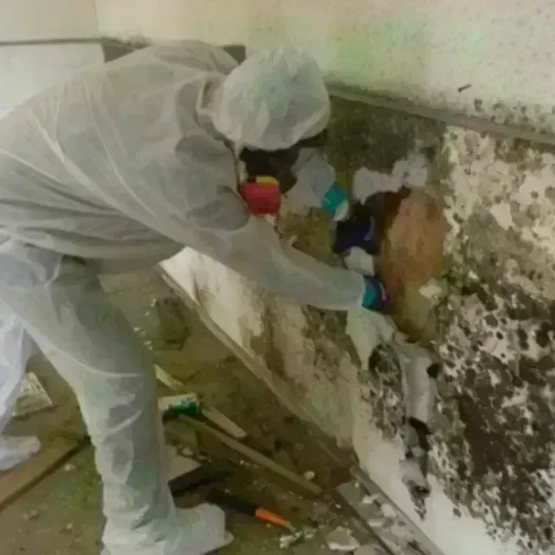 Mold Remediation and Removal in Hillsborough, NC